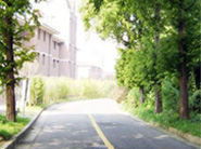 韓國(guó)延世大學(xué)步行道